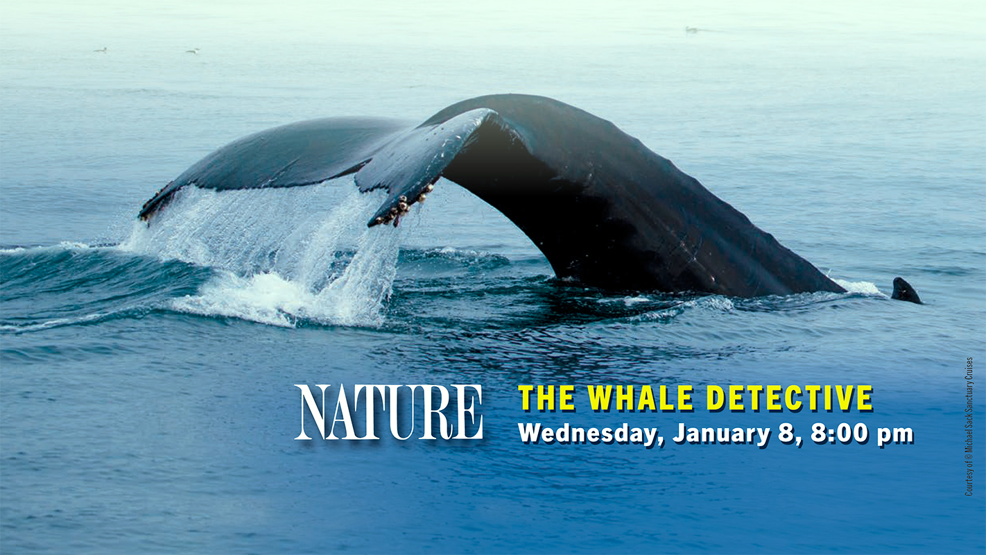 NATURE: The Whale Detective airs Wednesday, January 8, 8:00 pm