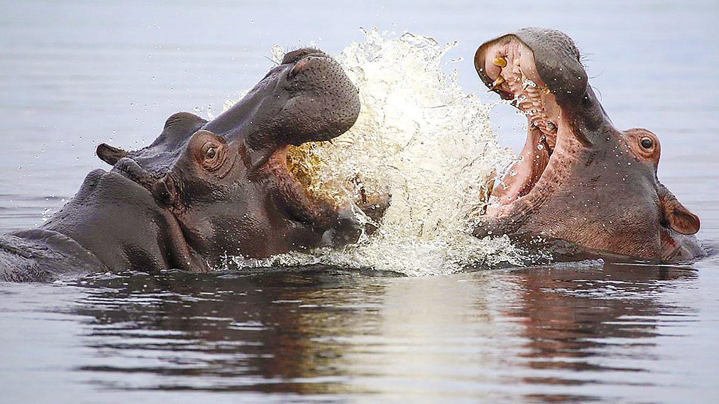 NATURE <br/>Hippos: Africa’s River Giants