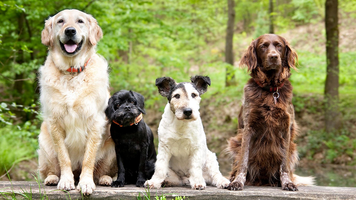 PLEDGE <br/>NOVA Dog Tales