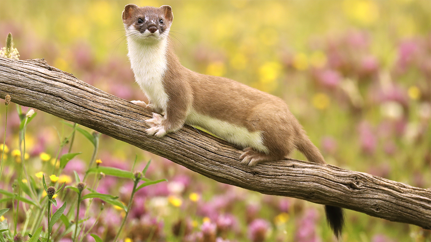 NATURE <br/>The Mighty Weasel