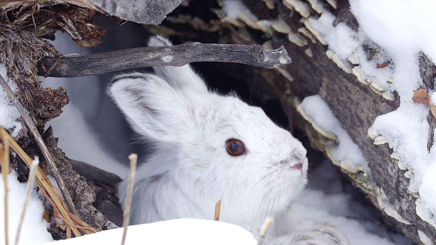 The Remarkable Rabbits