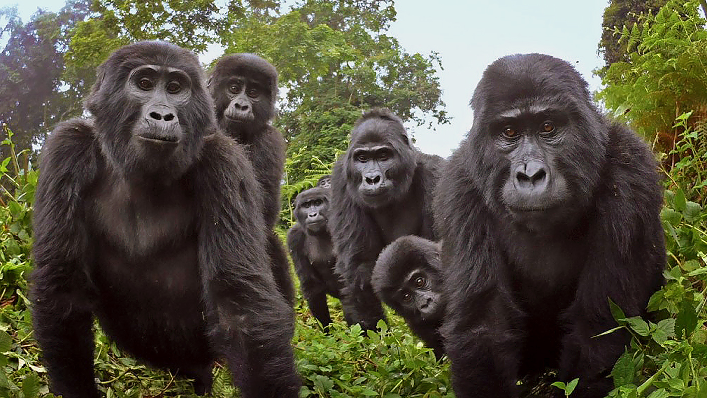 SPY IN THE WILD, A NATURE MINISERIES <br/>The Tropics