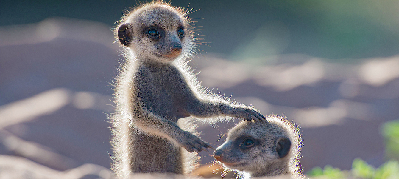 ANIMALS WITH CAMERAS <br/>A Nature Miniseries, Part 1 of 3