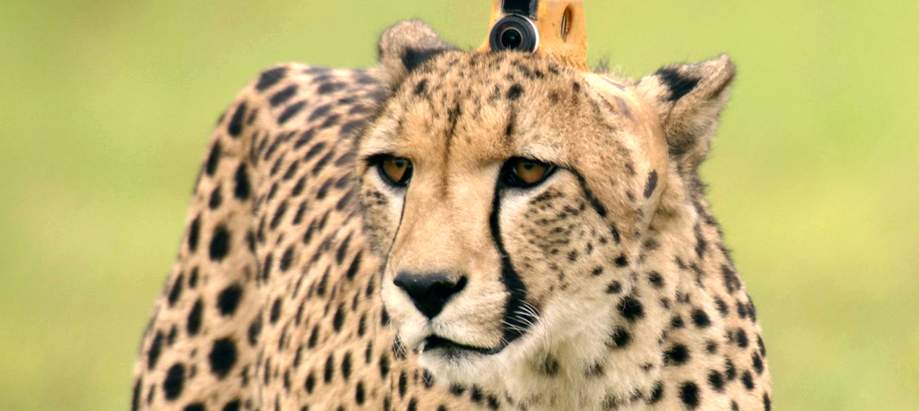 ANIMALS WITH CAMERAS: <br/>A Nature Miniseries, Part 2 of 3