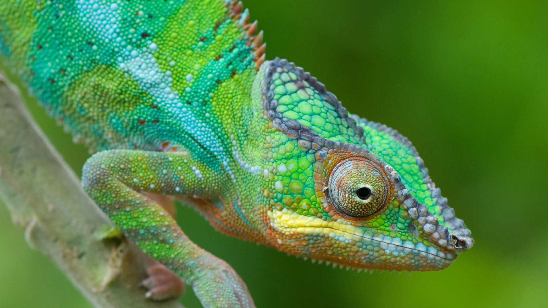Madagascar: Islands of Wonder