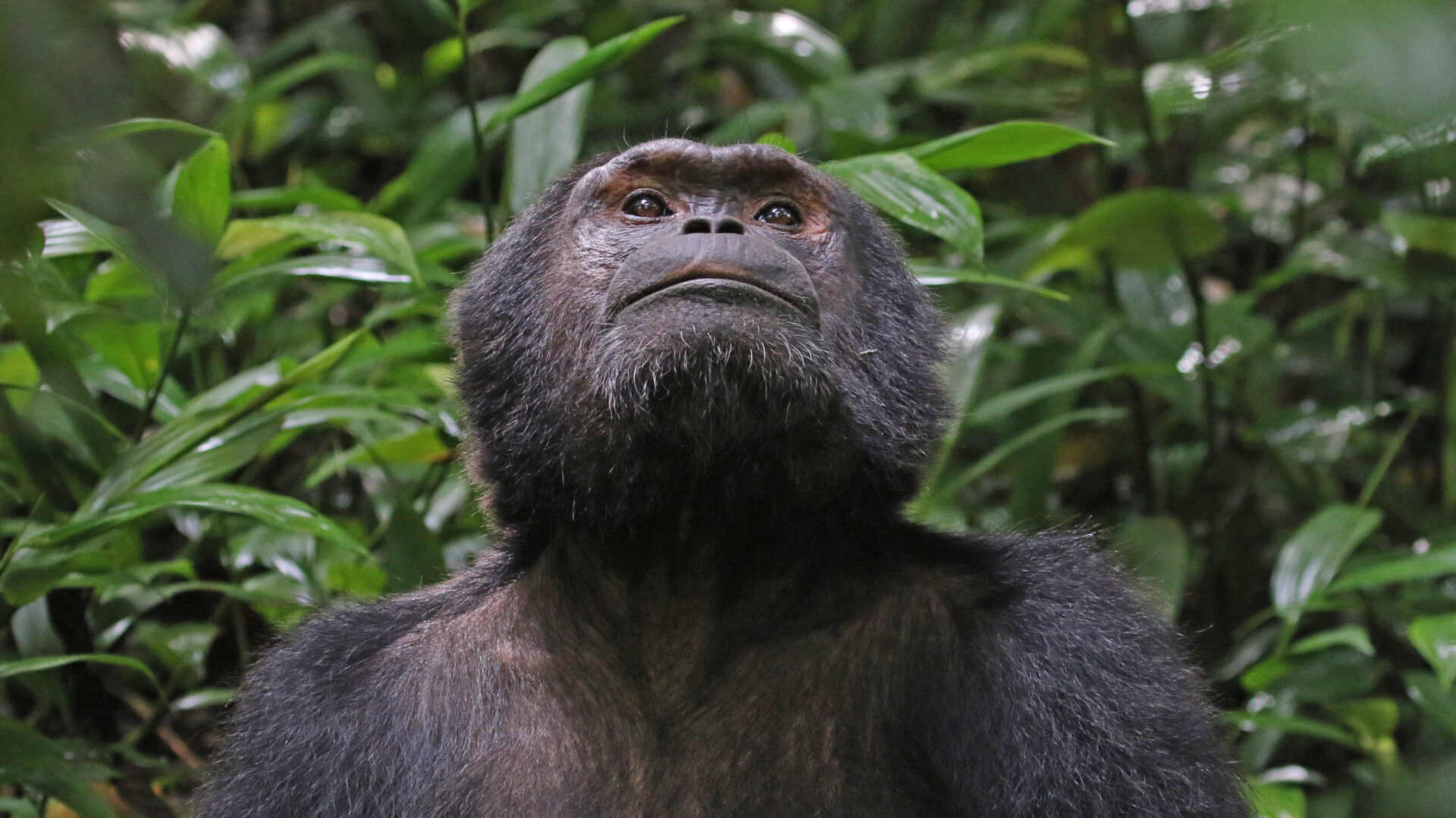 Primates: Protecting Primates