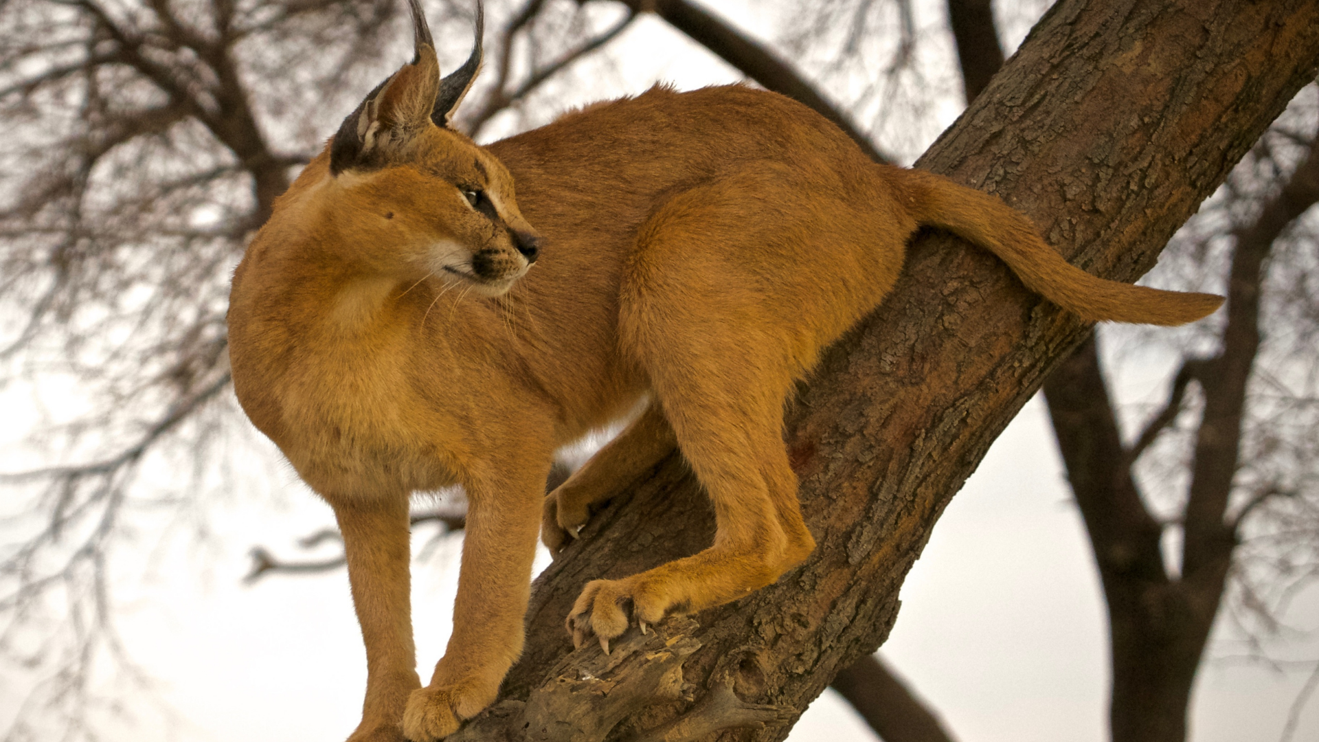 The Story of Cats: Asia to Africa <br/>NATURE