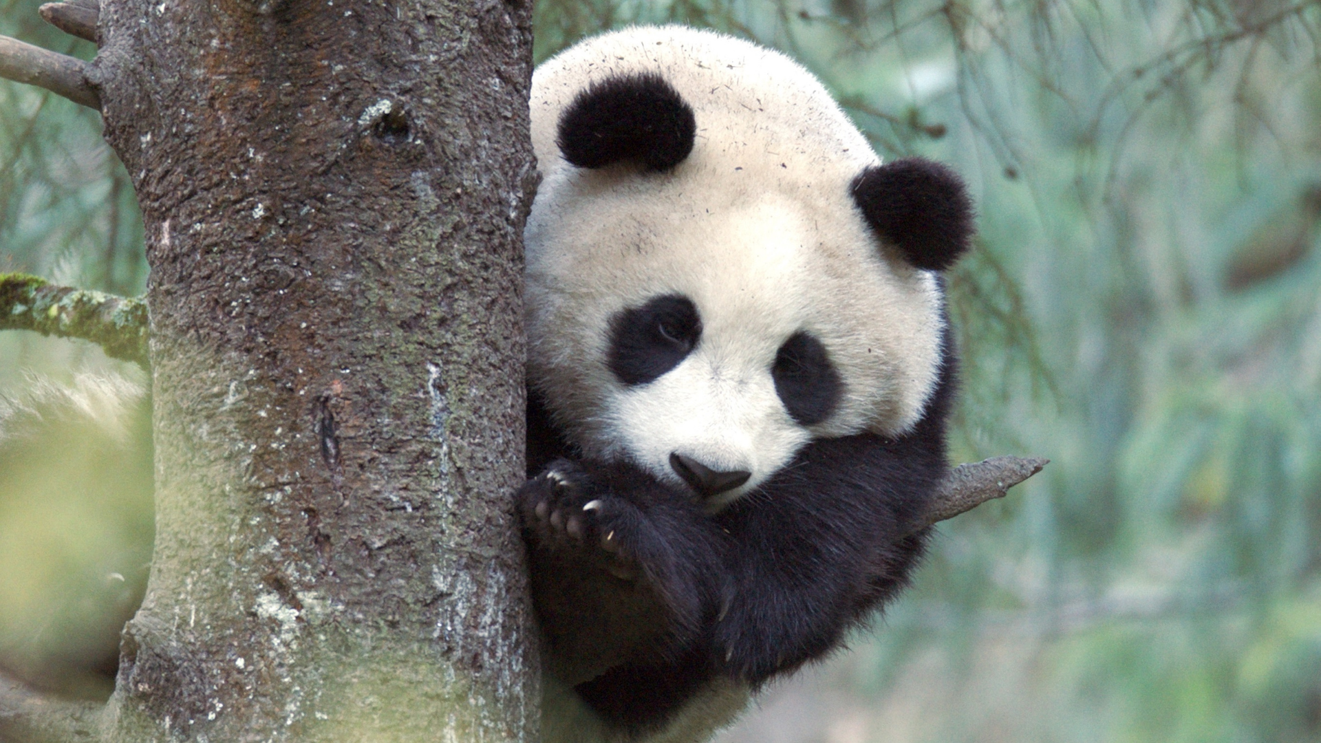 PLEDGE <br/>NATURE Pandas: Born to Be Wild