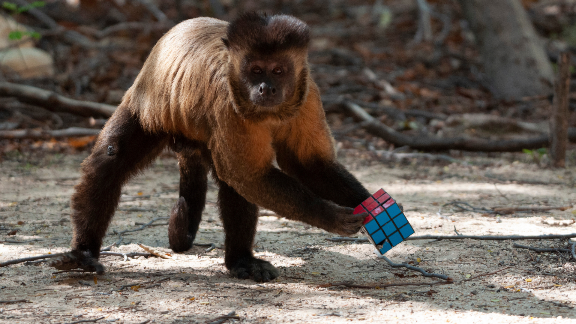 Primates: Secrets of Survival <br/>NATURE