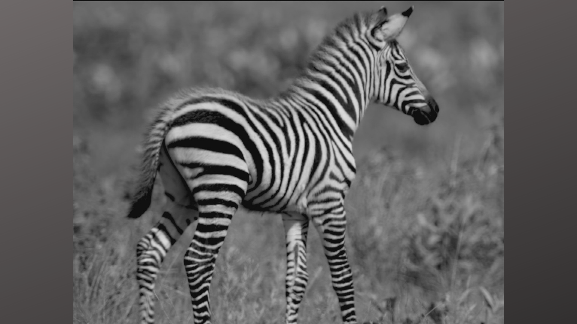 Punda the Zebra