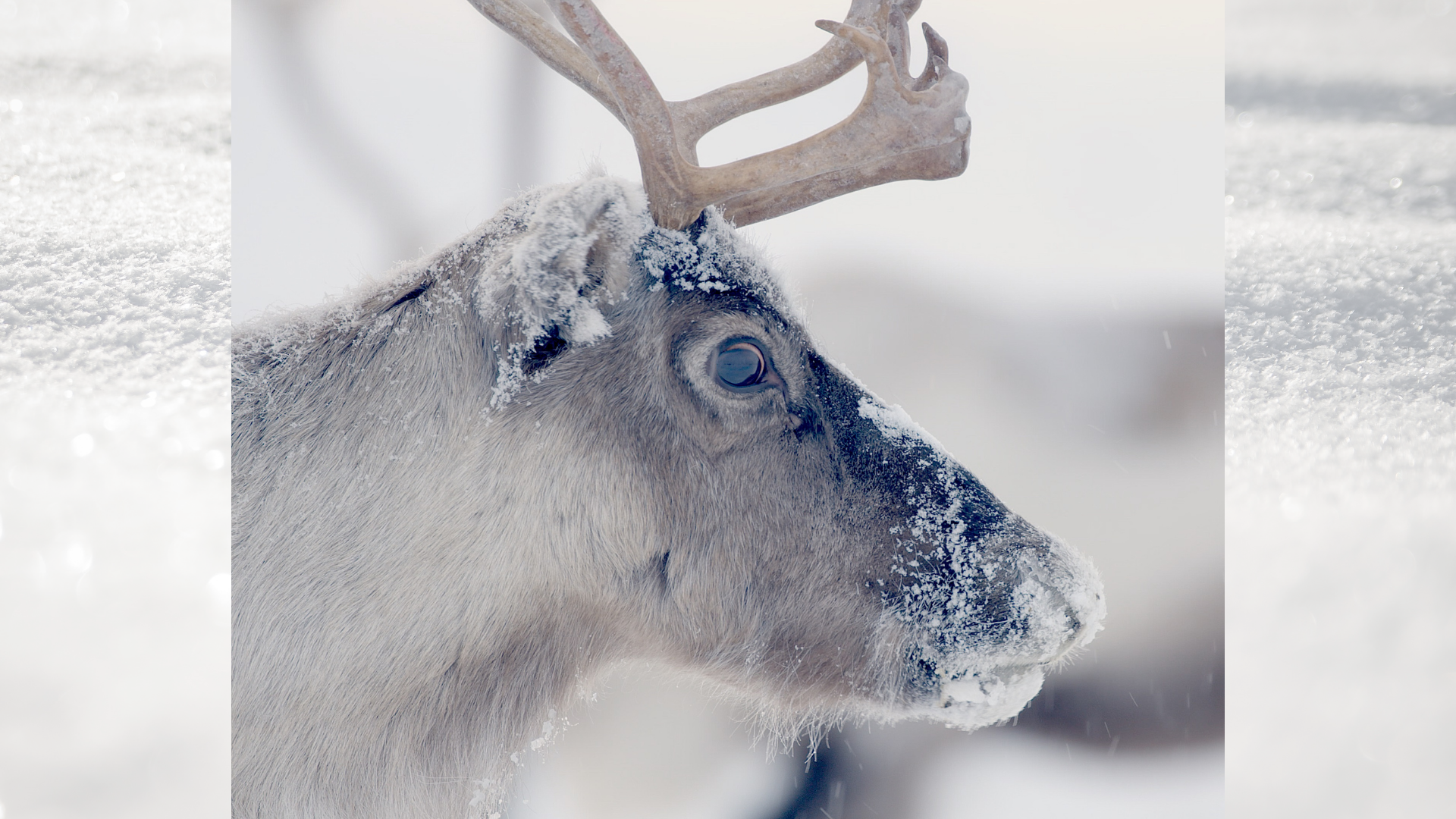 NATURE: Santa&#8217;s Wild Home