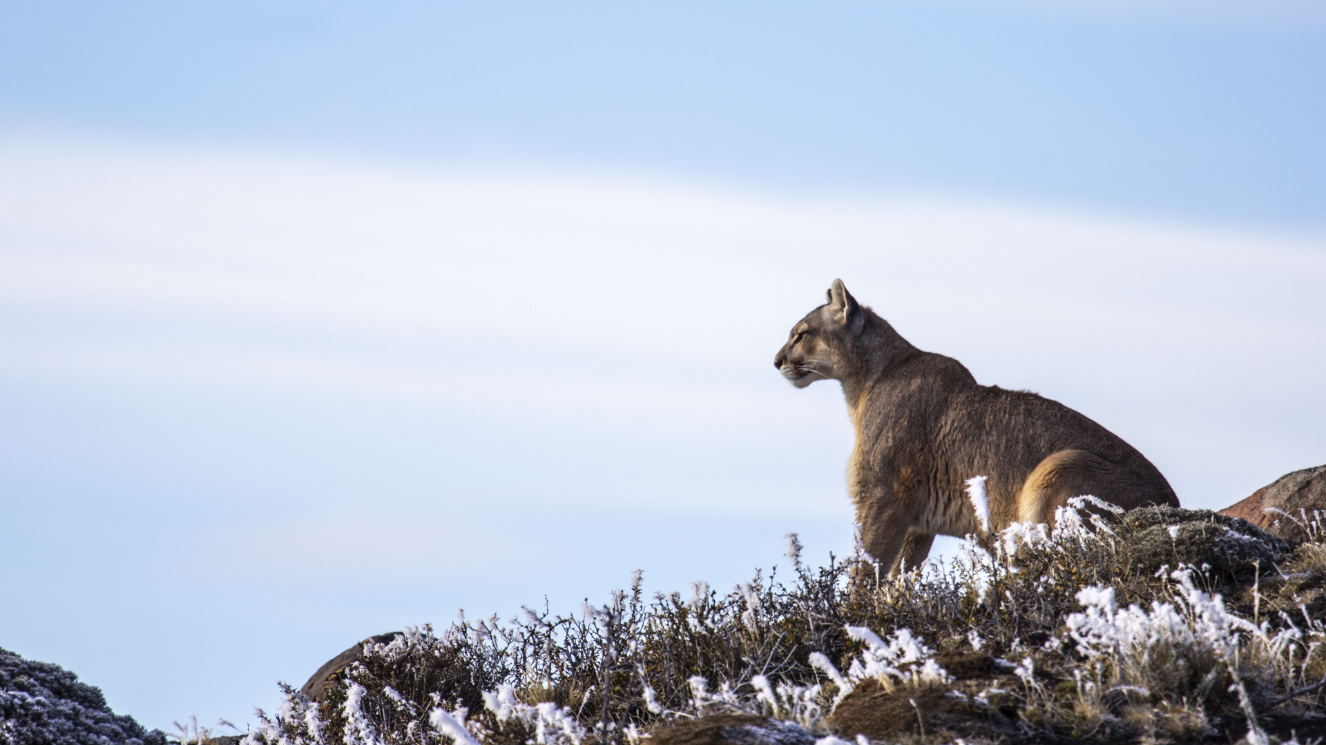 Pumas: Legends of the Ice Mountains <br/>NATURE