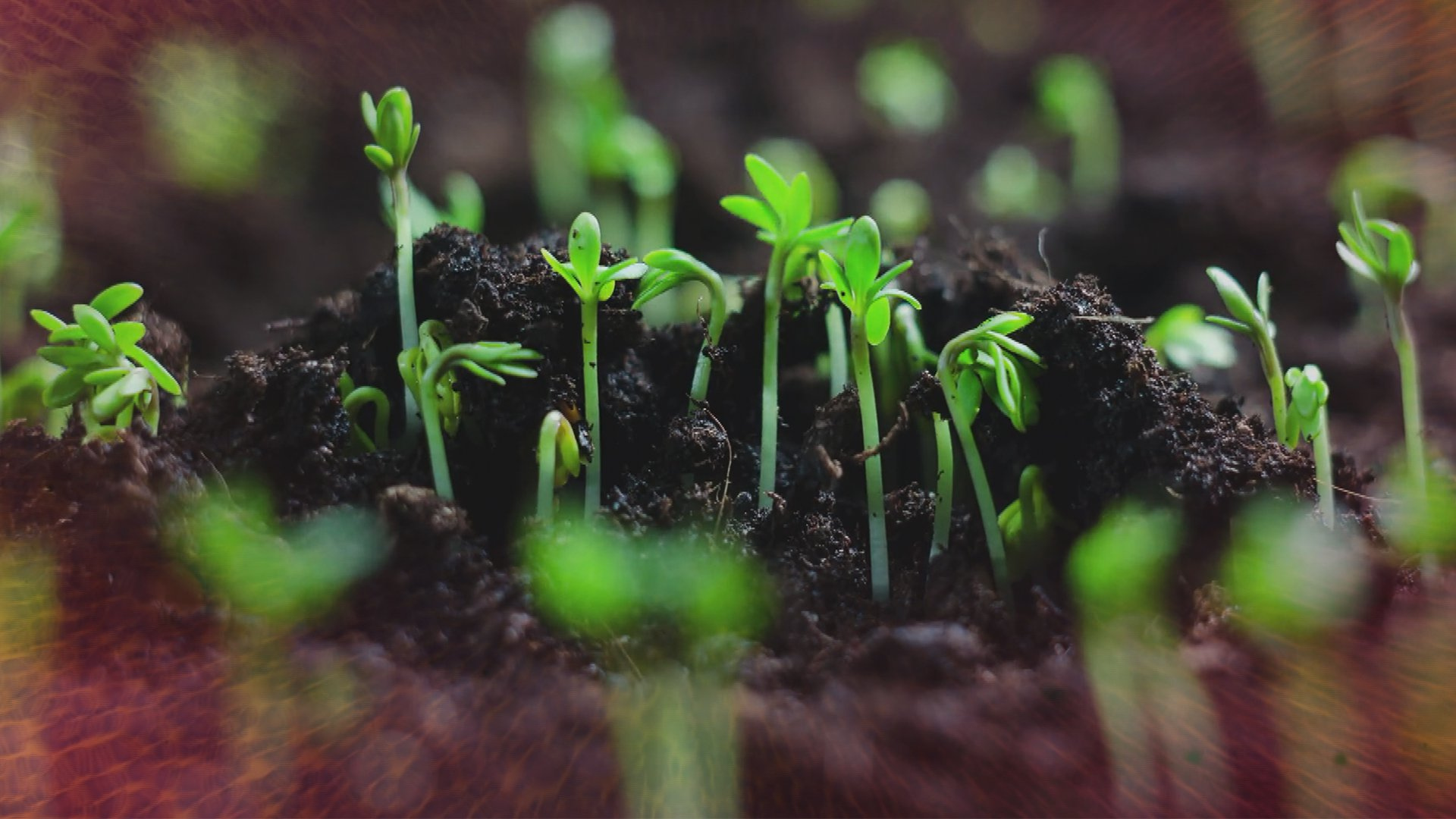 Life <br/>Beyond the Elements on NOVA