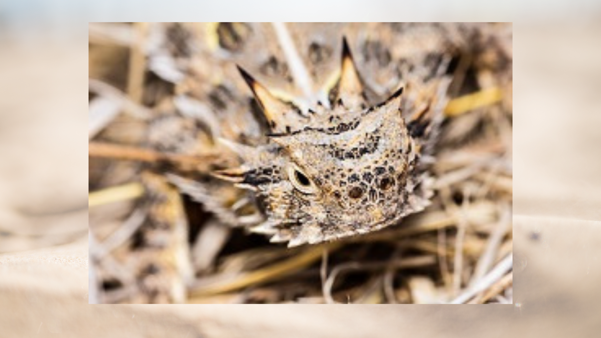 Big Bend: The Wild Frontier of Texas <br/>NATURE