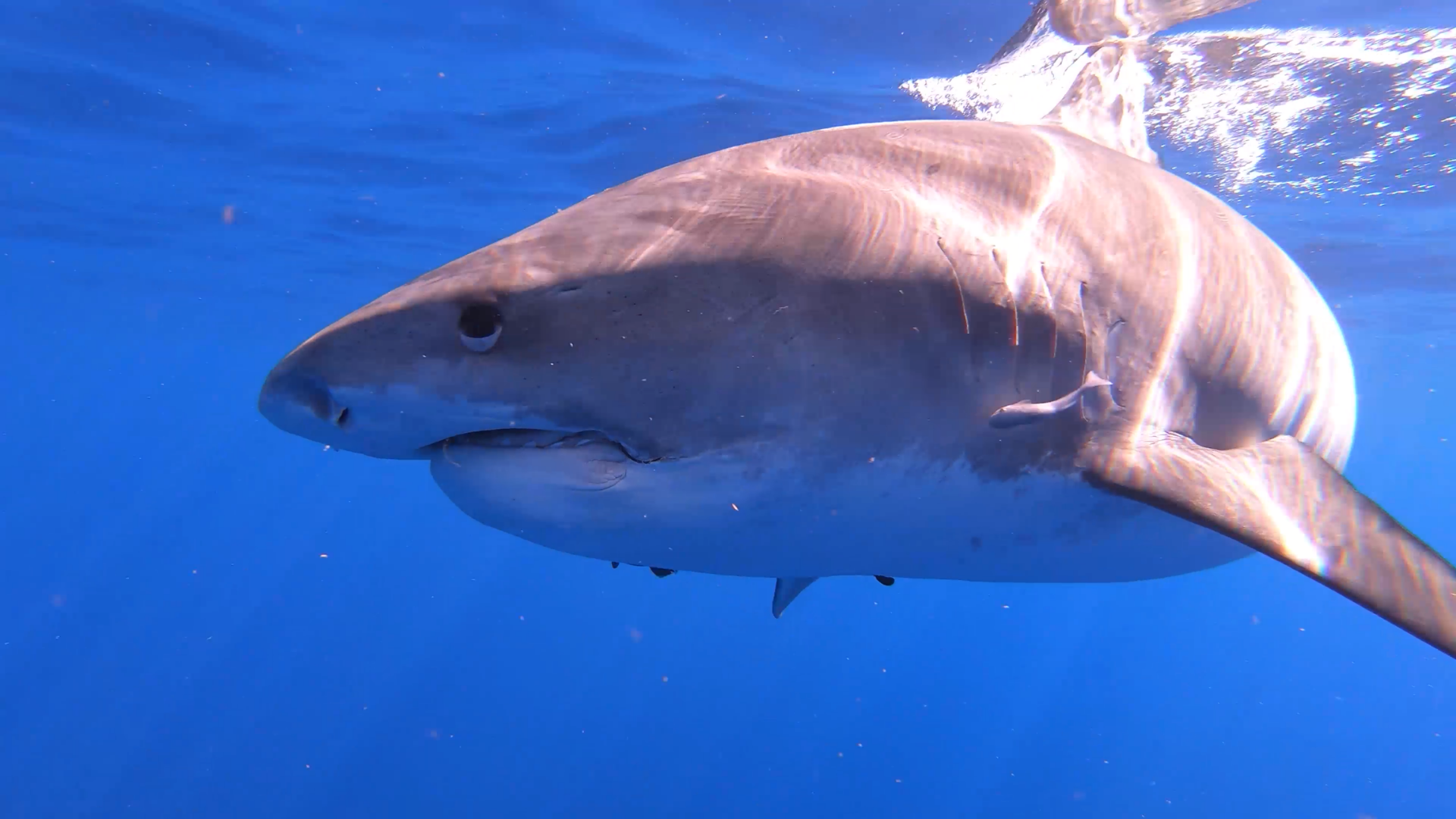 NATURE <br/>Sharks of  Hawaiʻi