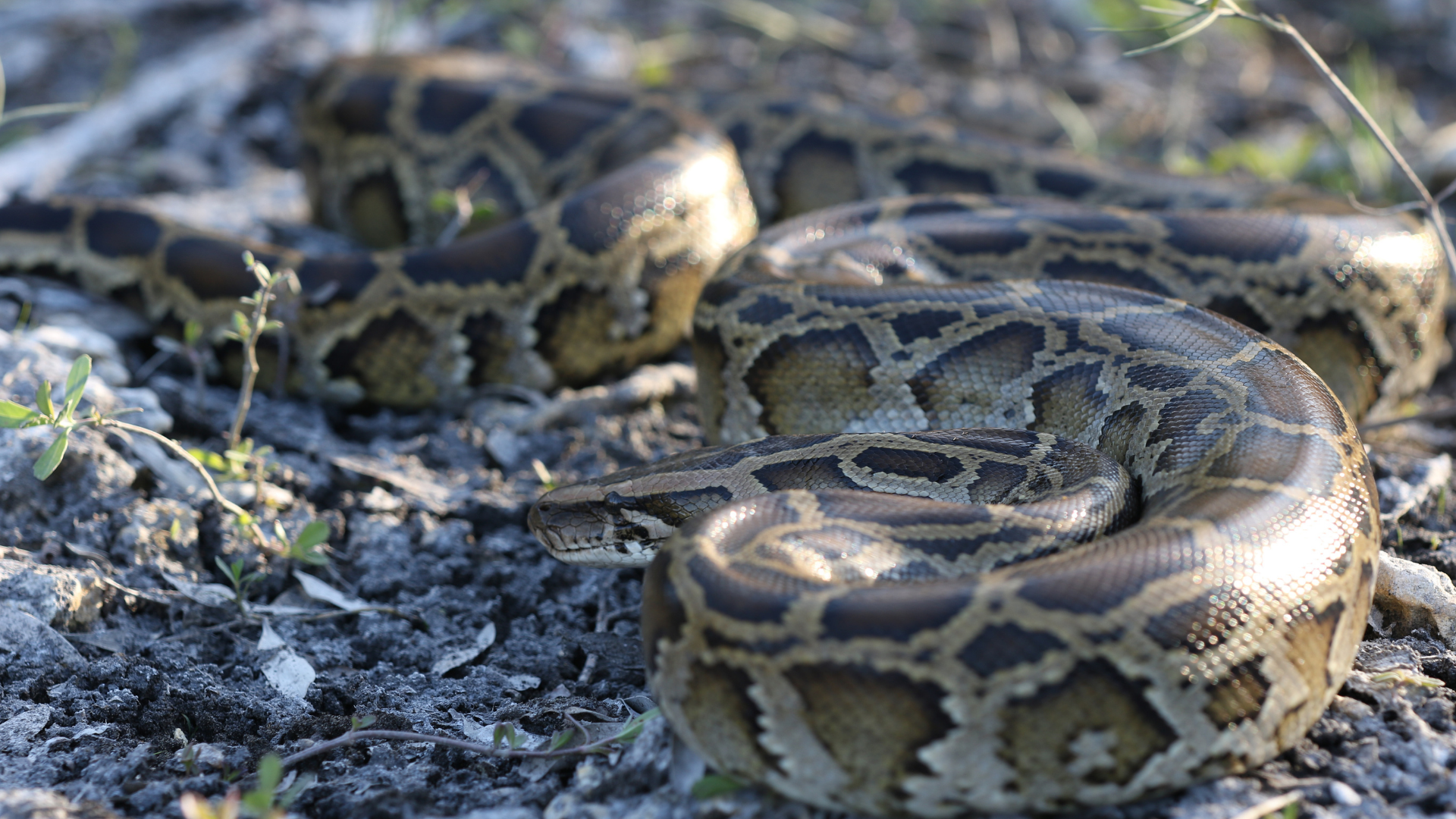 Florida’s Wild Side