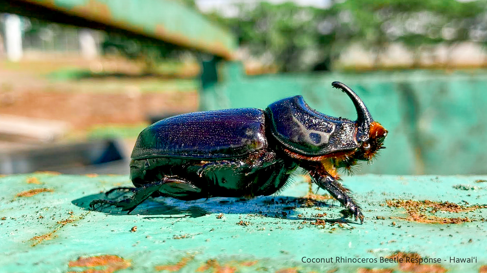 Hawaiʻi’s Battle Against Invasive Species
