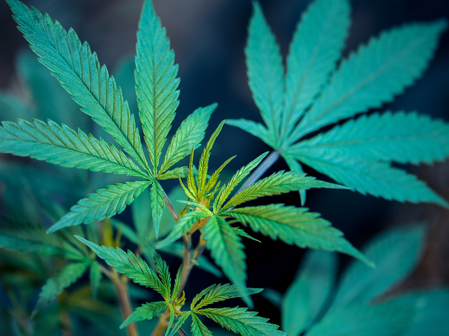 Pushing for the Legalization of Cannabis