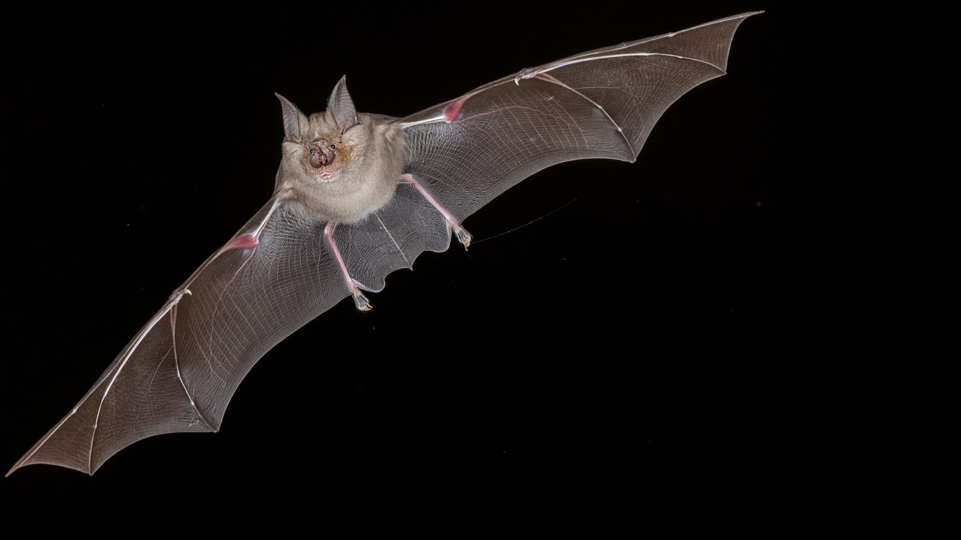 Decoding the Superpowers of Bats