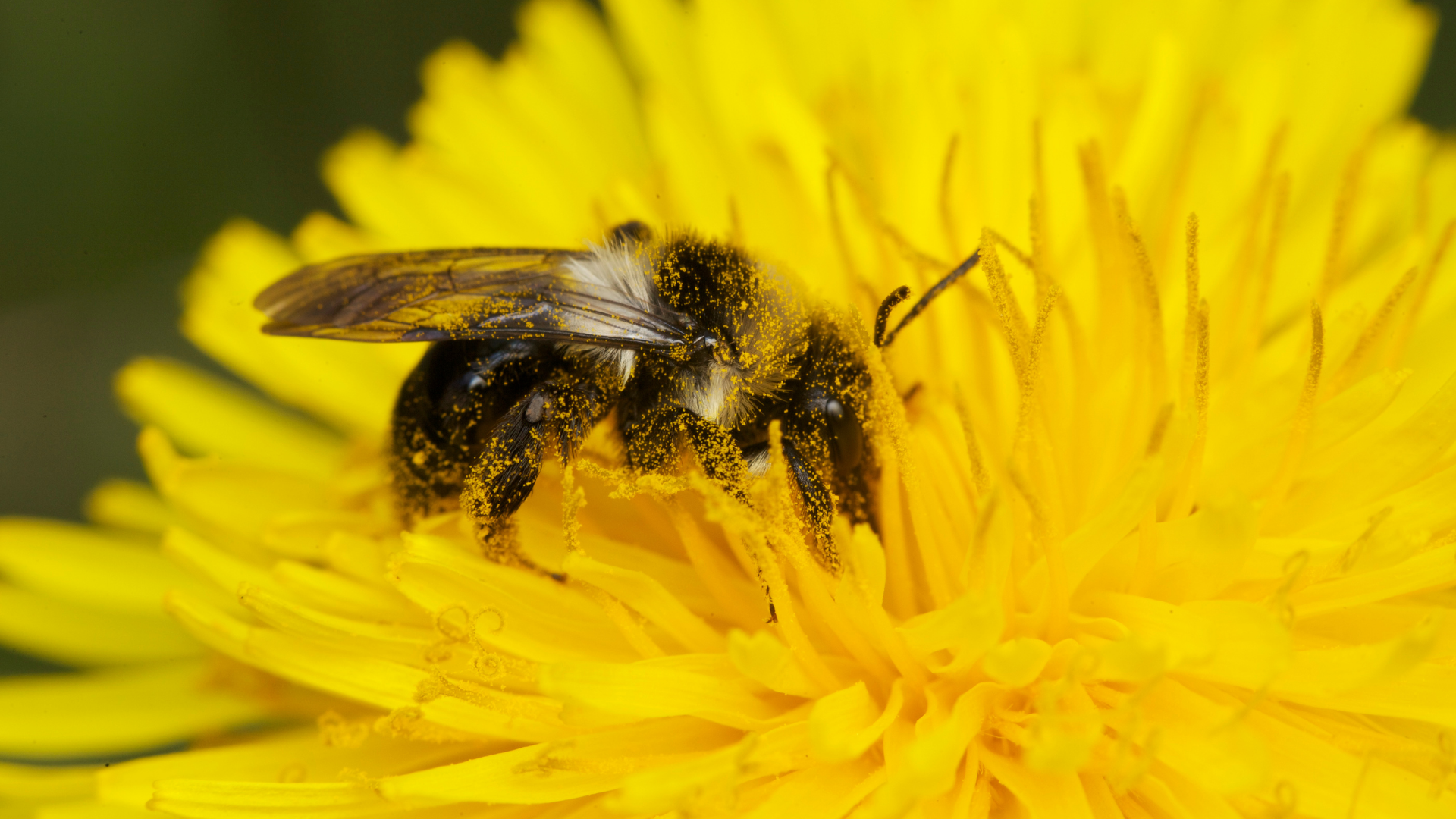 NATURE <br/>My Garden of a Thousand Bees