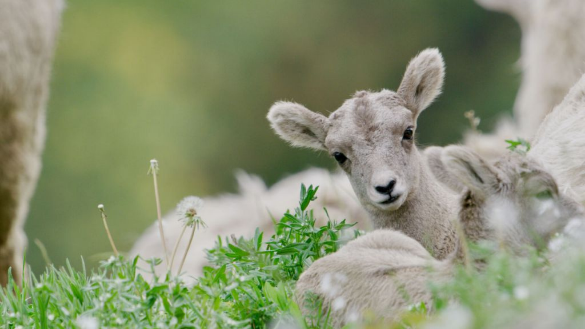 Follow the Drama of Baby Animals