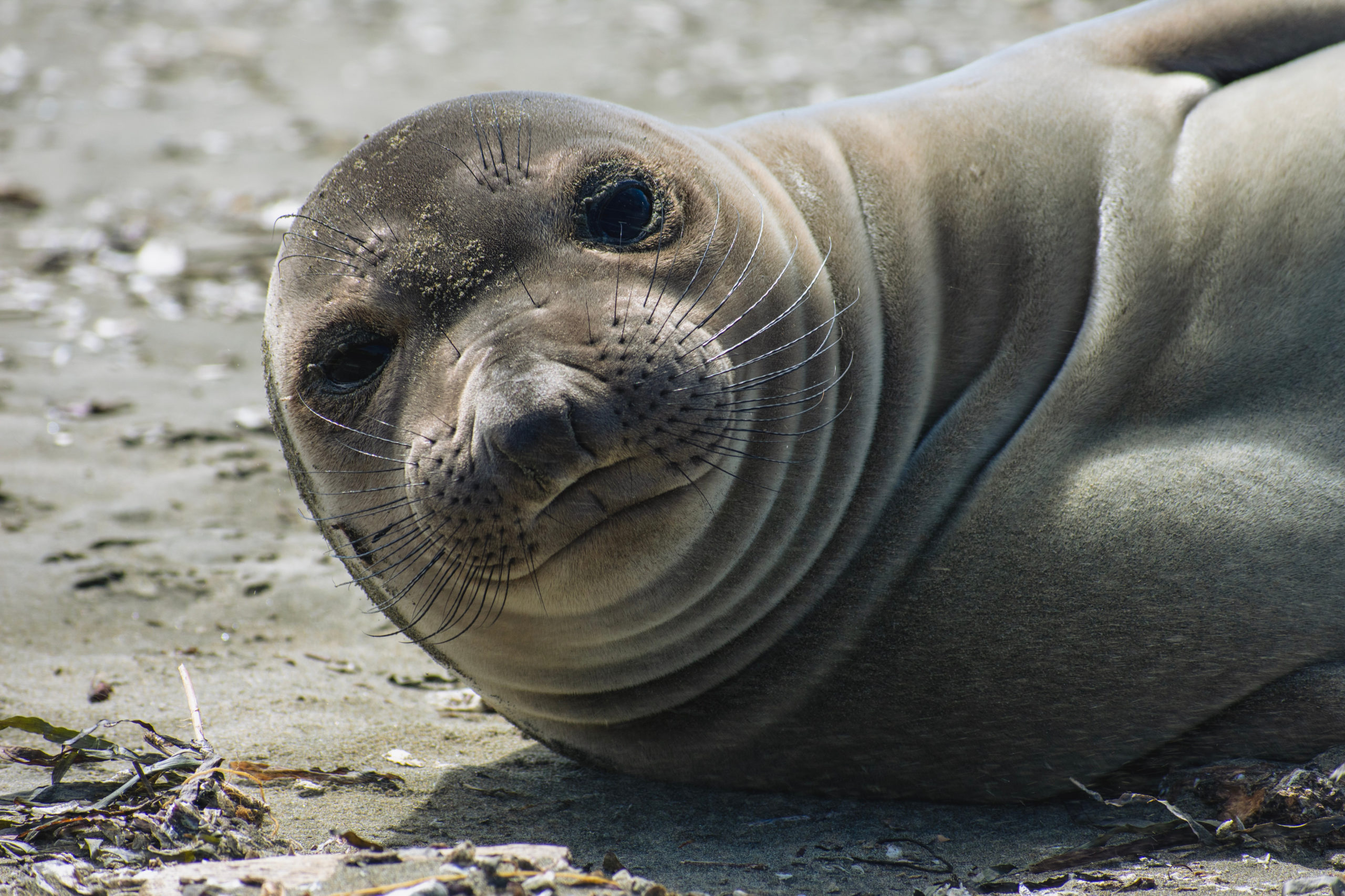 Sharks, Seals and Turtles – Oh, My!