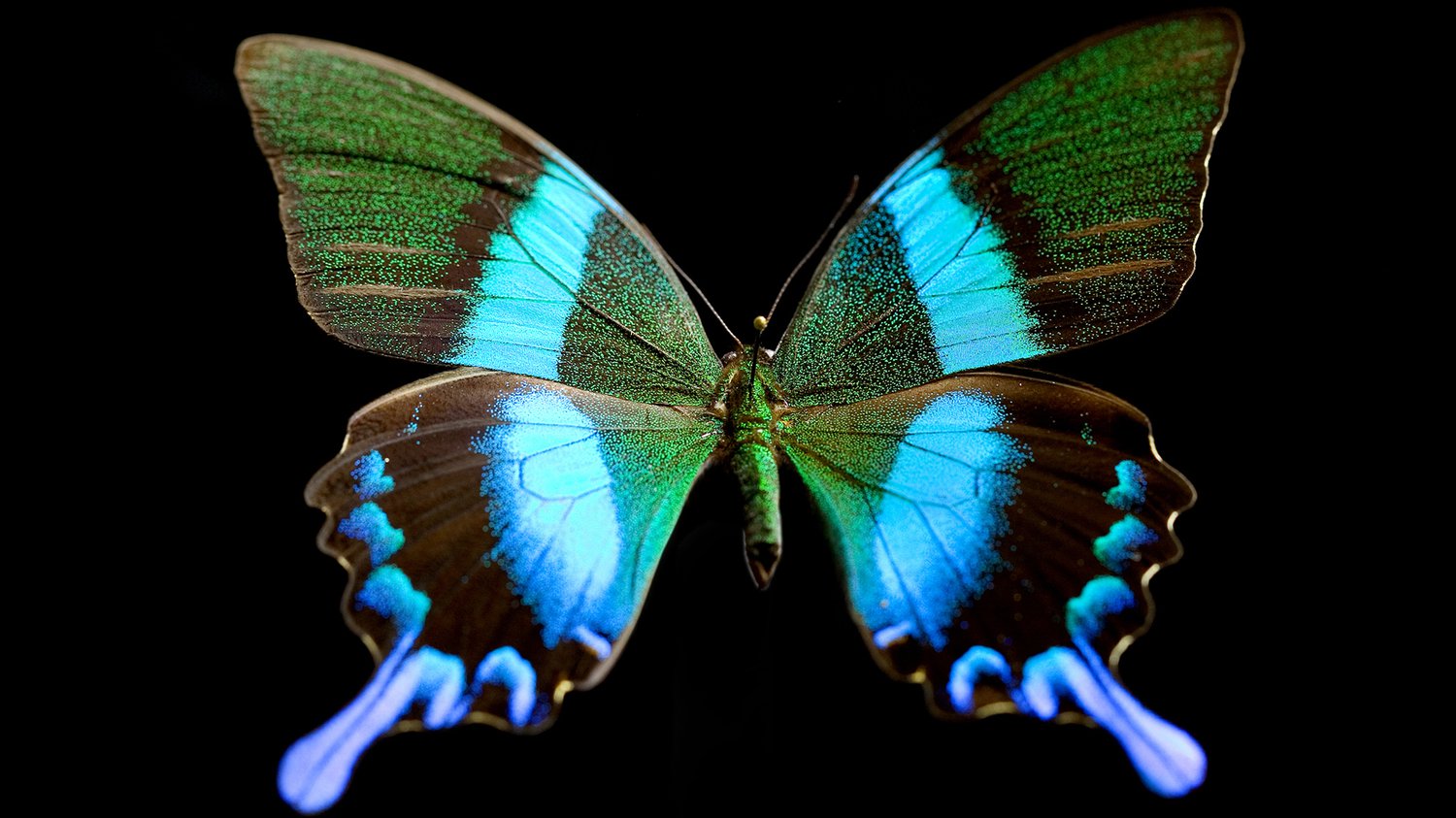 The Hidden Secrets of Butterflies