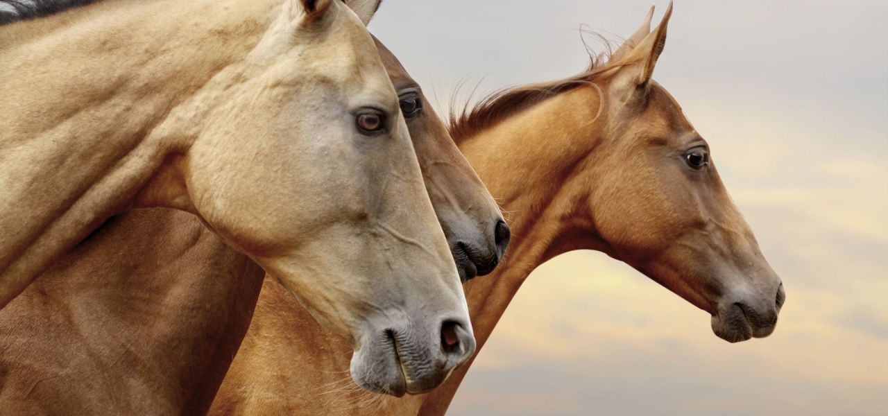 NEW EPISODE <br/>How Horses Helped Shape Our Nation