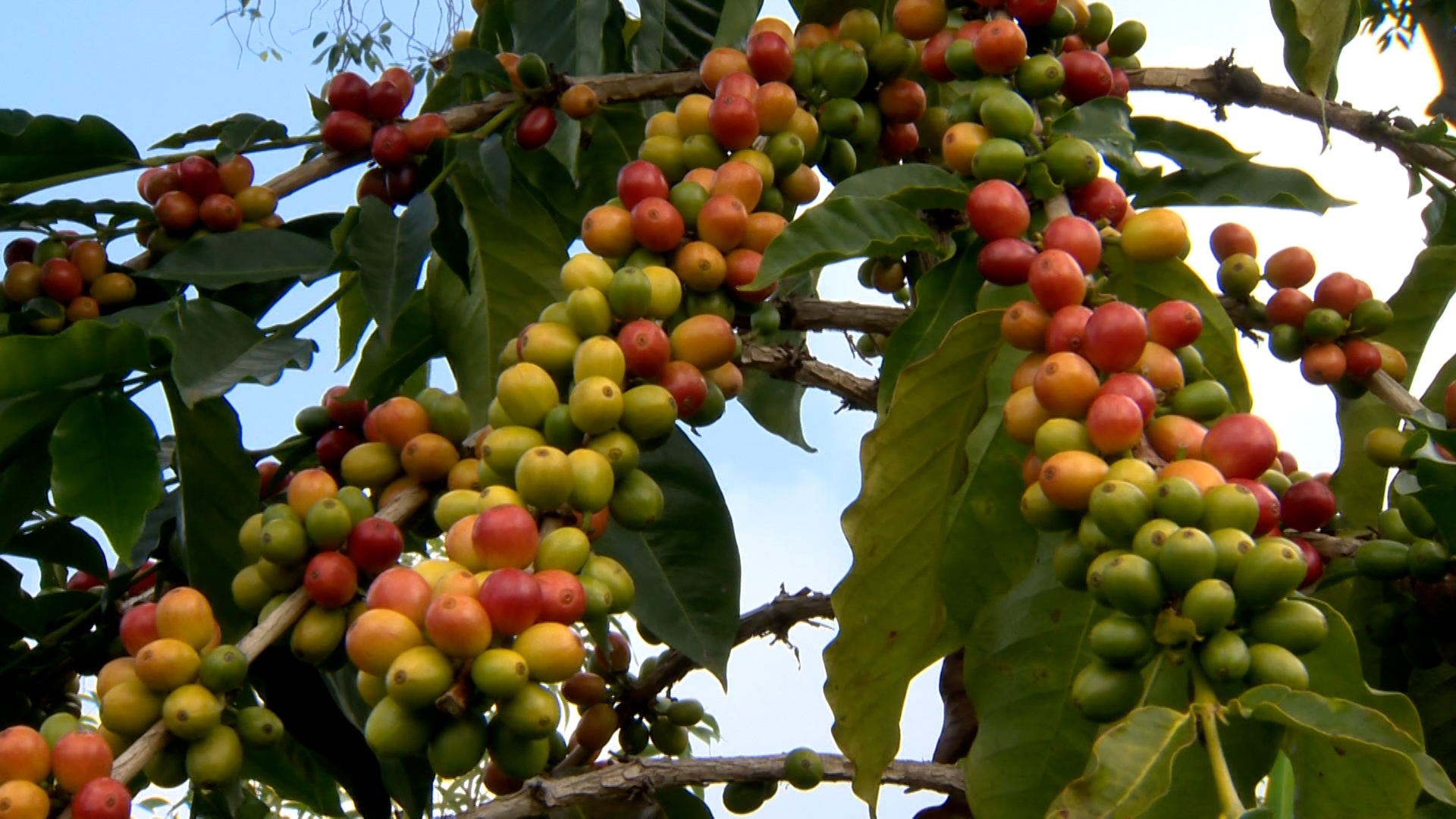 The Big Business of Coffee in Hawaiʻi