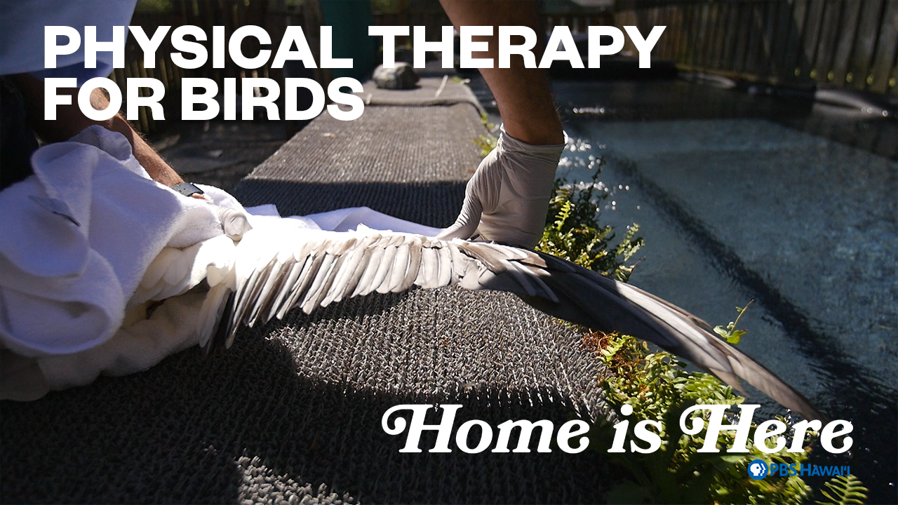 Physical Therapy for Birds