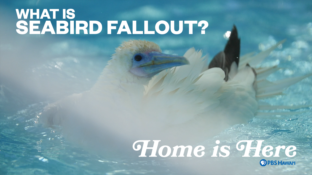 What is Seabird Fallout?