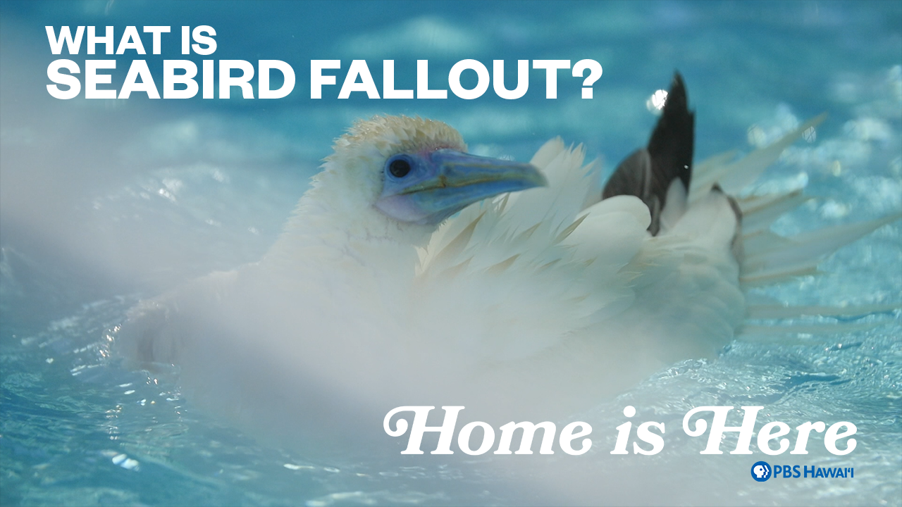 Home is Here <br/>What is Seabird Fallout?