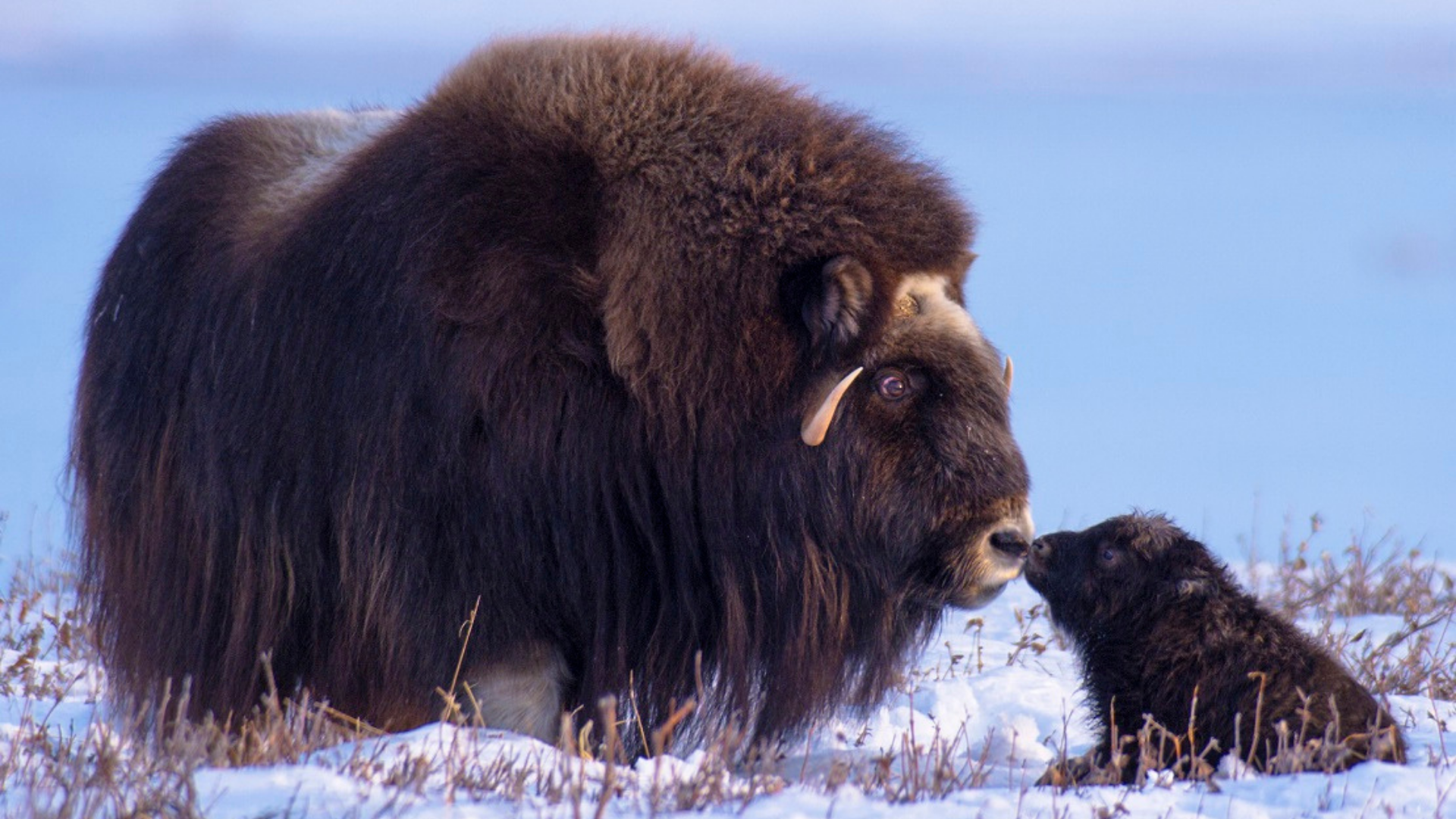 Can Ice Age Creatures Survive?