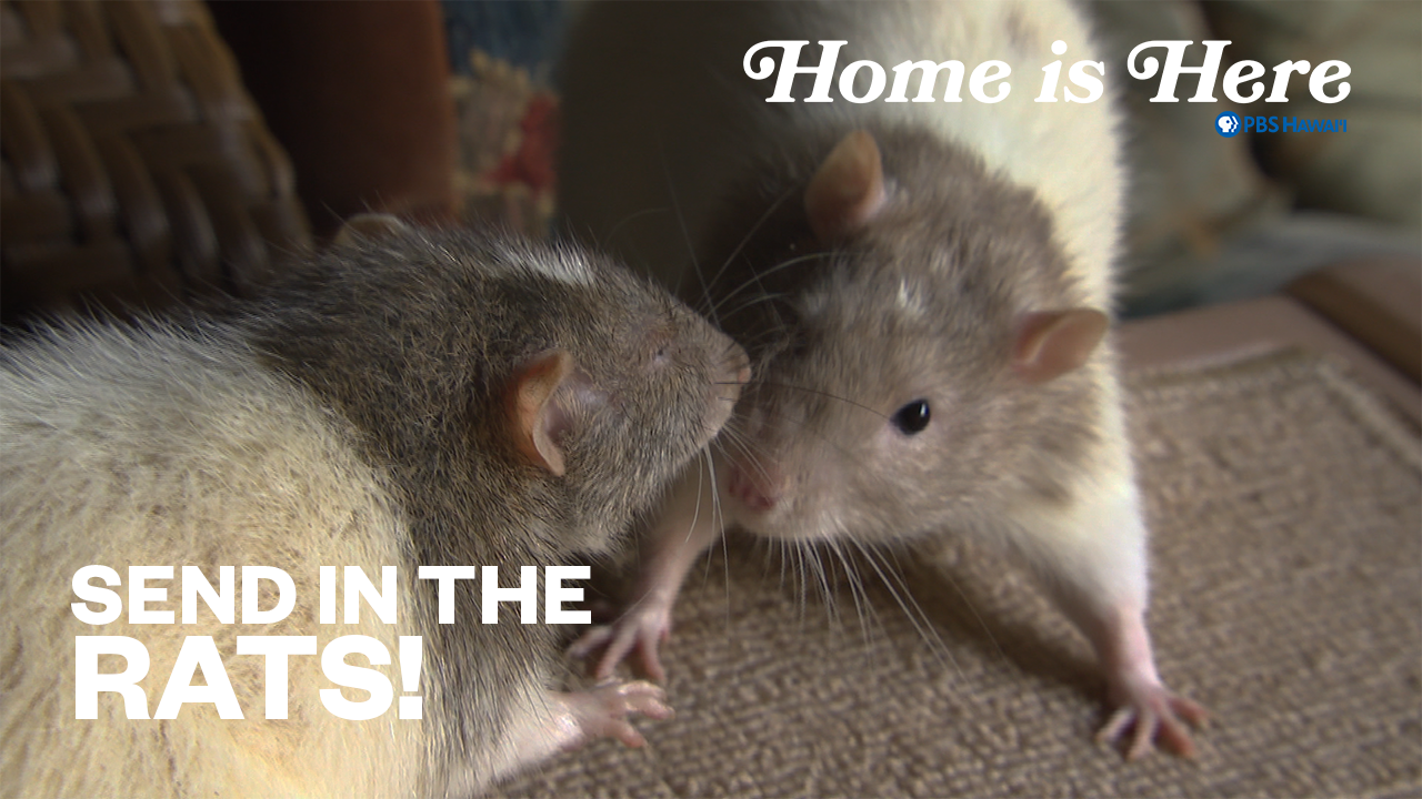 Home is Here <br/>Send In The Rats!