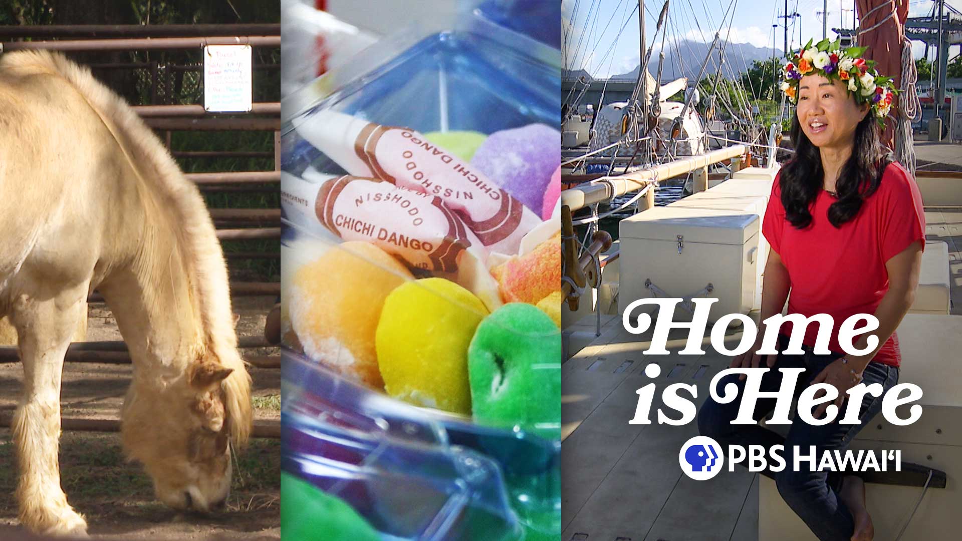 Home is Here <br/>The Healing Power of Horses and More