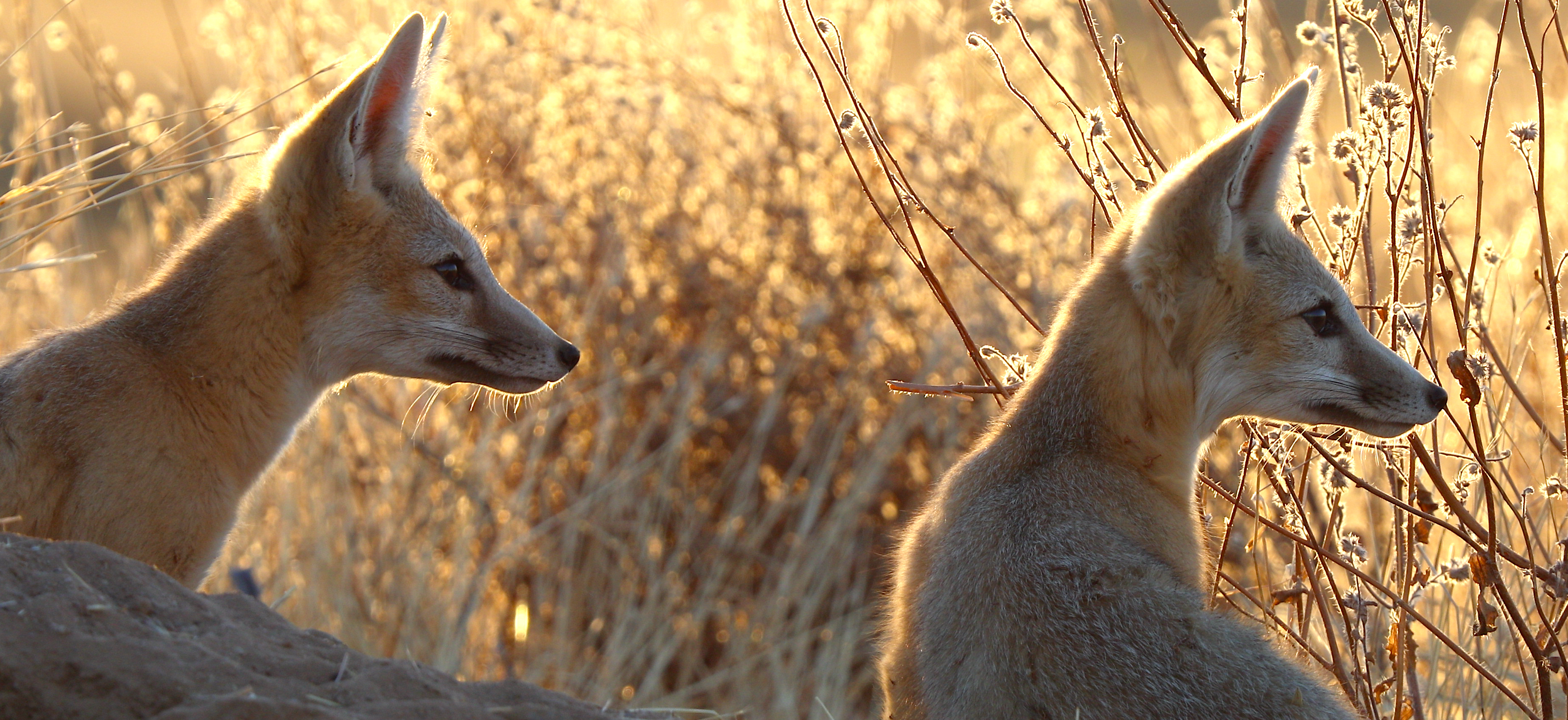The Real Stars of California
