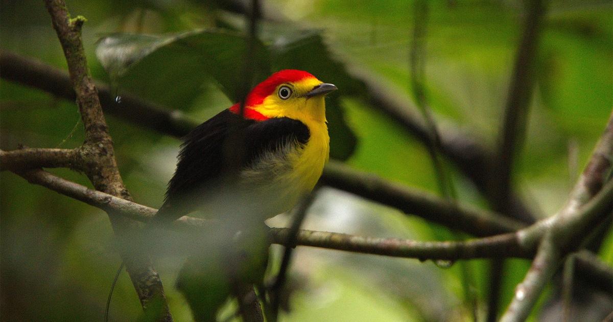 Explore Colombia: Wild and Free