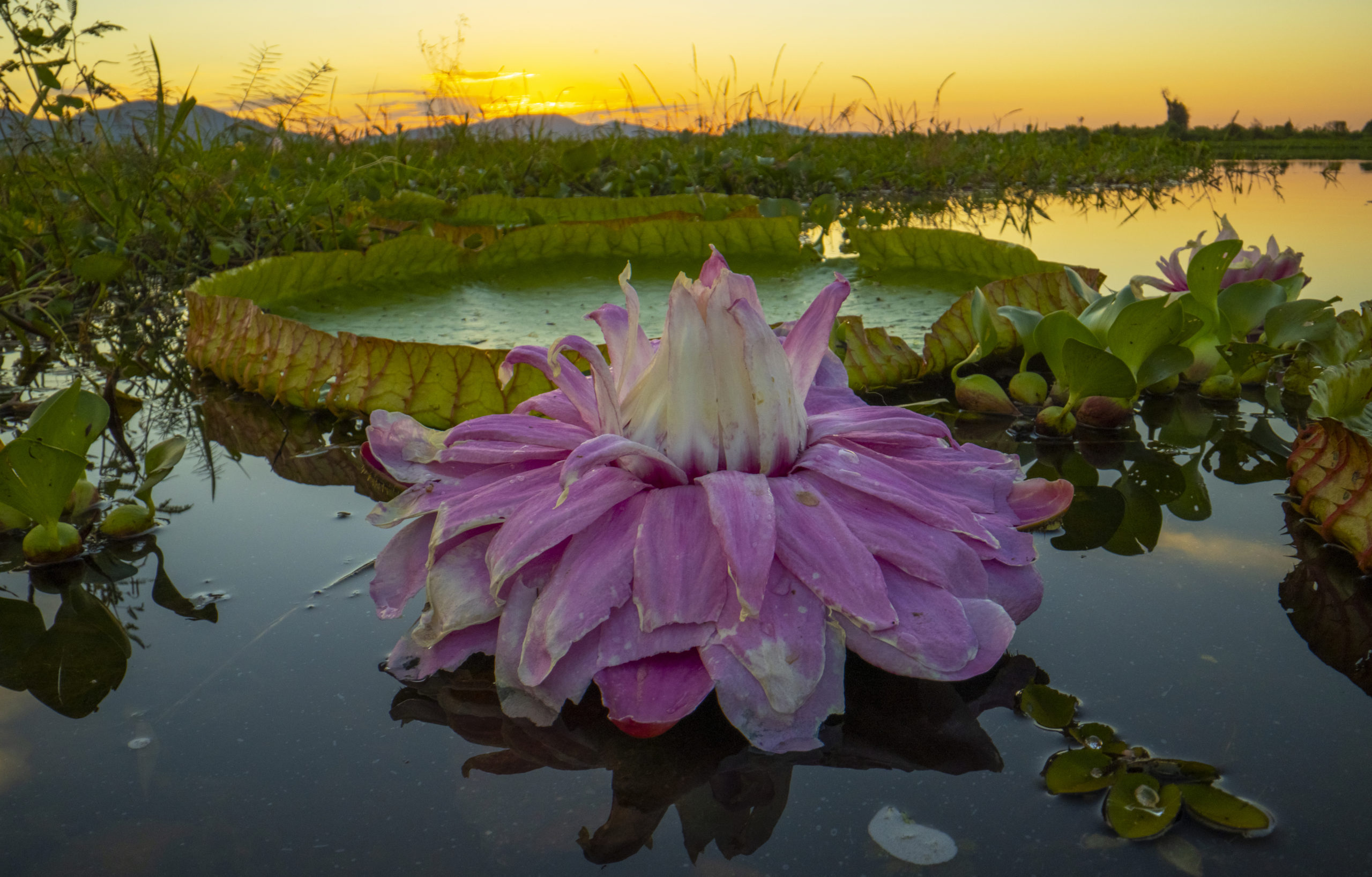 Picture Shows: The football sized flower of the giant water lily Victoria species, of the Brazilian Pantanal wetland, turns pink after it has been pollinated