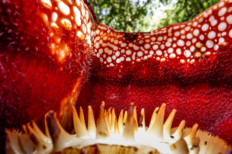 Picture Shows: Inside view of the flower of Rafflesia (Rafflesia keithii), the corpse flower, Borneo. It has no stem, or leaves to produce food, instead it  grows out of a vine on which it feeds. This is the worlds biggest flower, a metre across. Its success depends on deception – it mimics the dead body of a mammal, from its texture and colour to the scent of rotting flesh. This attracts carrion flies, which lay eggs on dead flesh. As the fly searches inside the flower, the flower attaches a gloopy drop of pollen to the flies back, which it will carry to the next Rafflesia flower to pollinate it