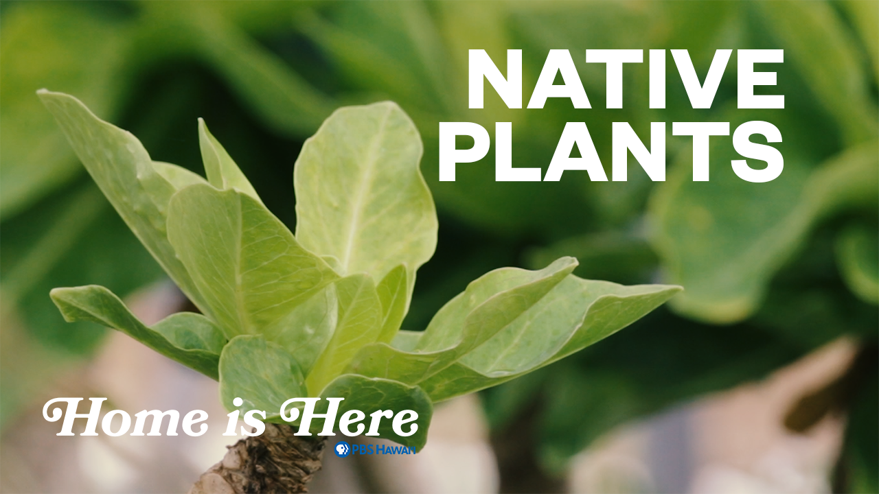 Home is Here <br/>Native Plants