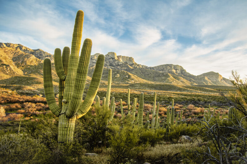 Picture Shows: Saguaro cactus (Carnegiea gigantea), Sonoran desert, Arizona. A mature saguaro can store 5000 litres of water. To accommodate this it has pleats, like an accordion, that run up its trunk and along its arms. After rain the saguaro expands, and the pleats flatten, as the internal water tank is filled