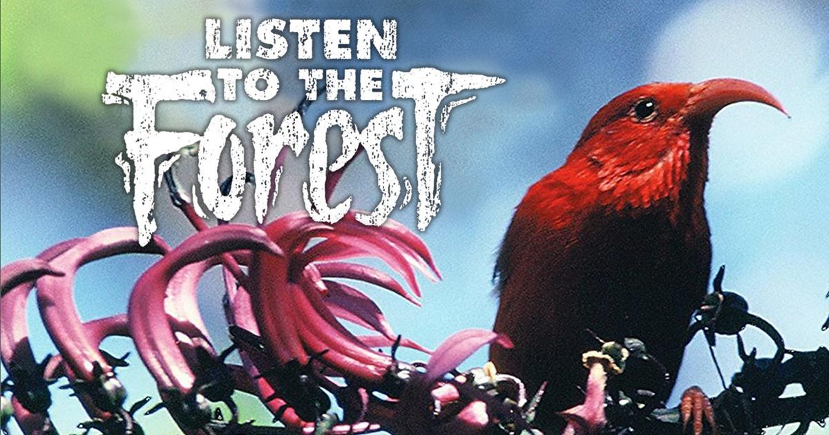 Listen to the Forest