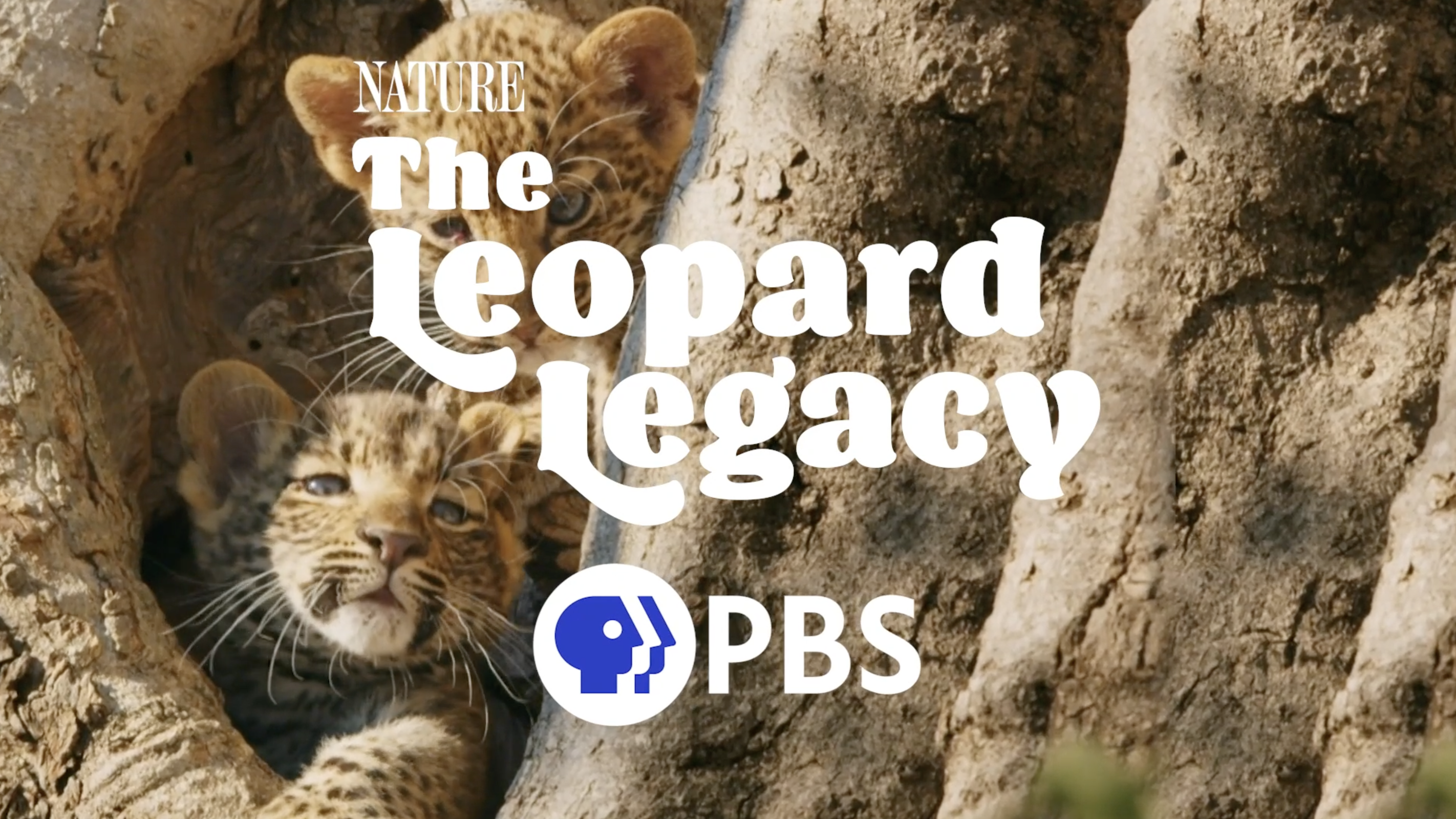 The Leopard Legacy