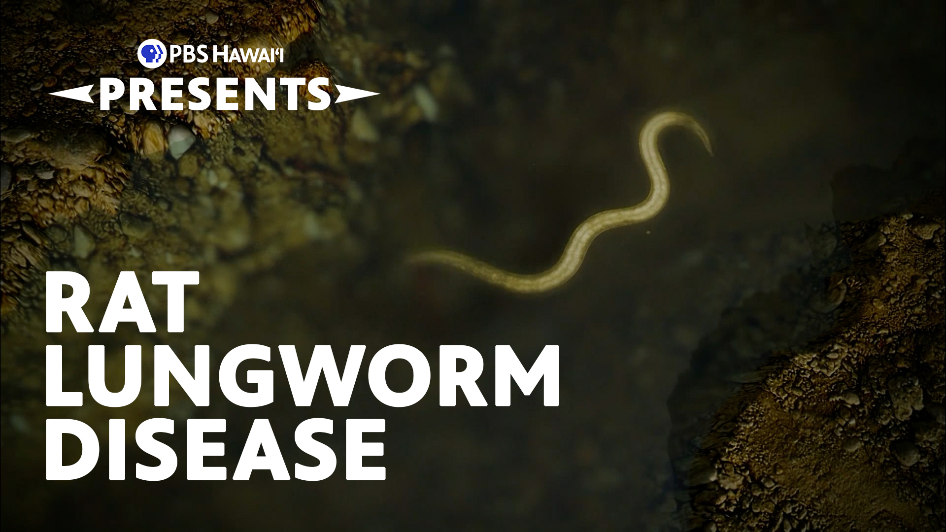 Accidental Host: The Story of Rat Lungworm Disease