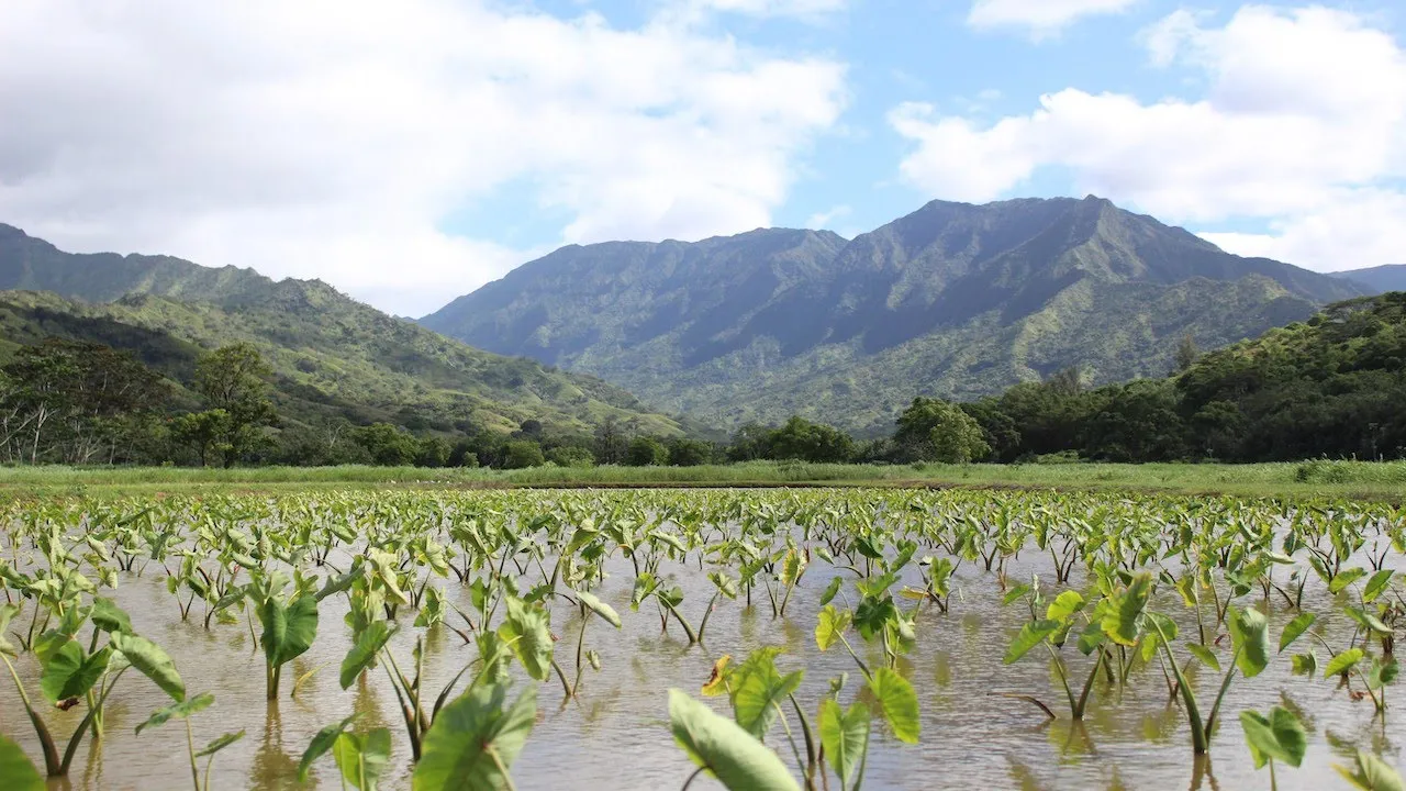 Homegrown Hawaiʻi