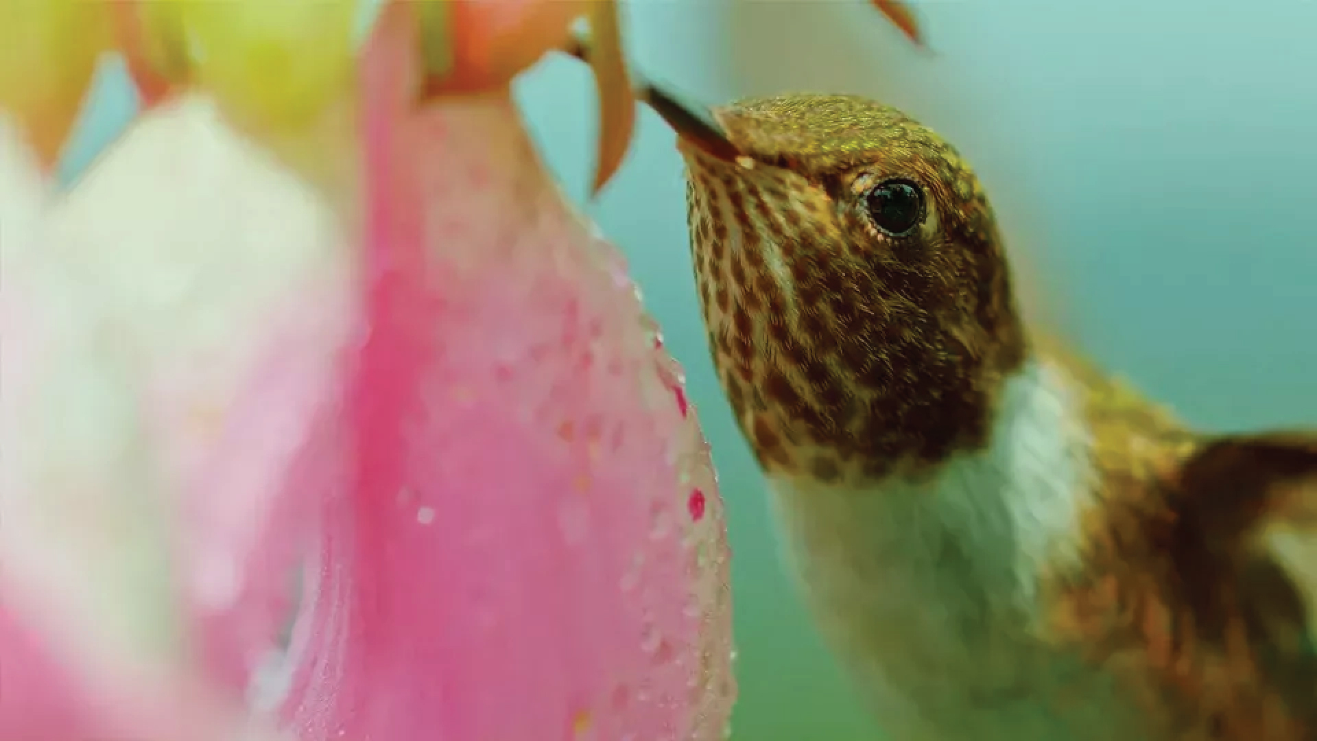 NATURE: The Hummingbird Effect
