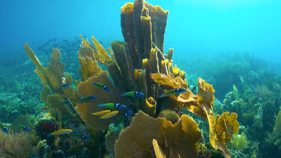 Treasure of the Caribbean