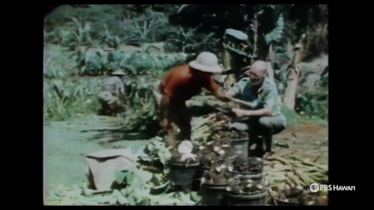 Taro Farmers in Keʻanae and Wailua on Maui <br/>PBS HAWAIʻI CLASSICS