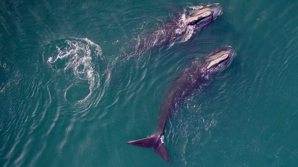 NOVA <br/>Saving the Right Whale