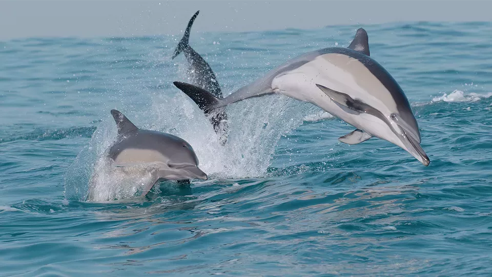 NATURE <br/>The Ocean’s Greatest Feast